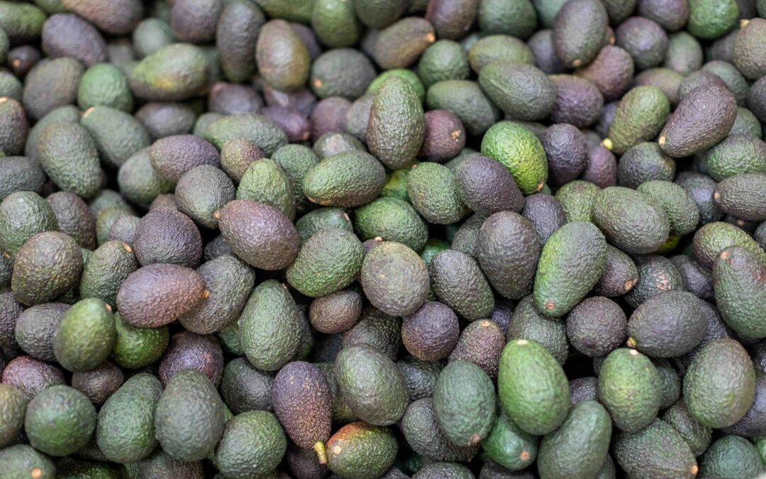 21,400 pounds of Organic Avocados