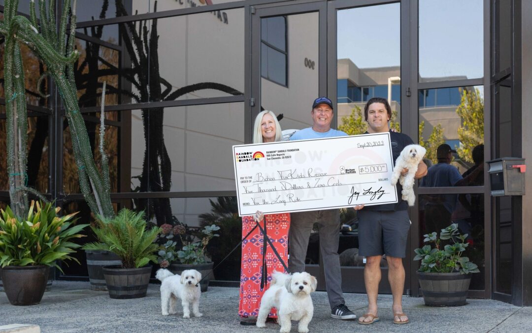 Bichon Furkids Rescue
